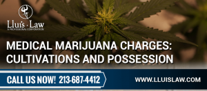 top marijuana lawyers